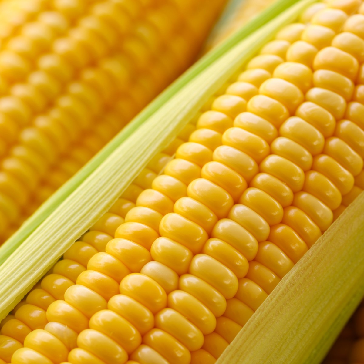 hunter fresh produce freshly picked corn