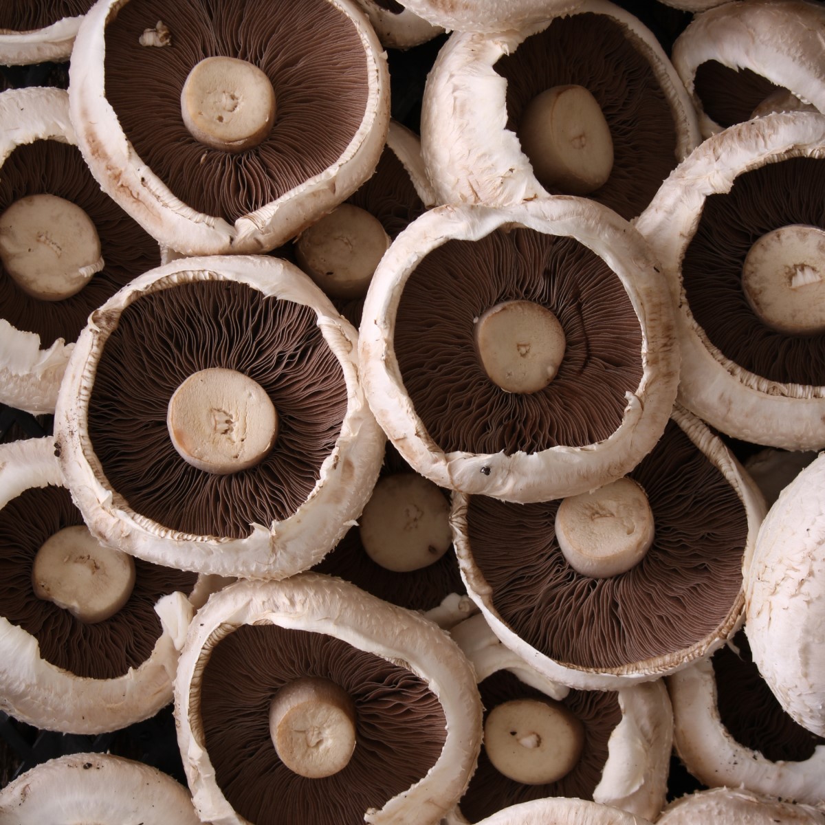 hunter fresh produce freshly picked mushroom
