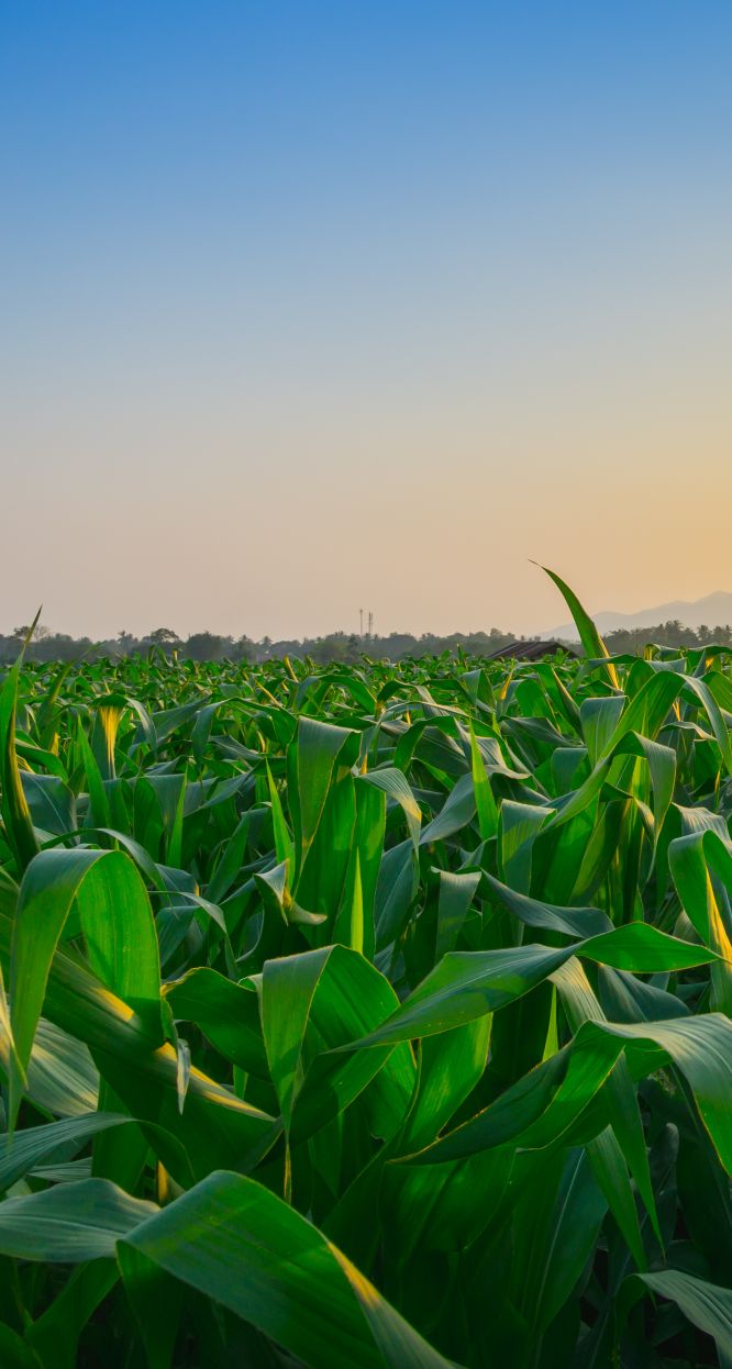 hunter fresh produce corn plantation