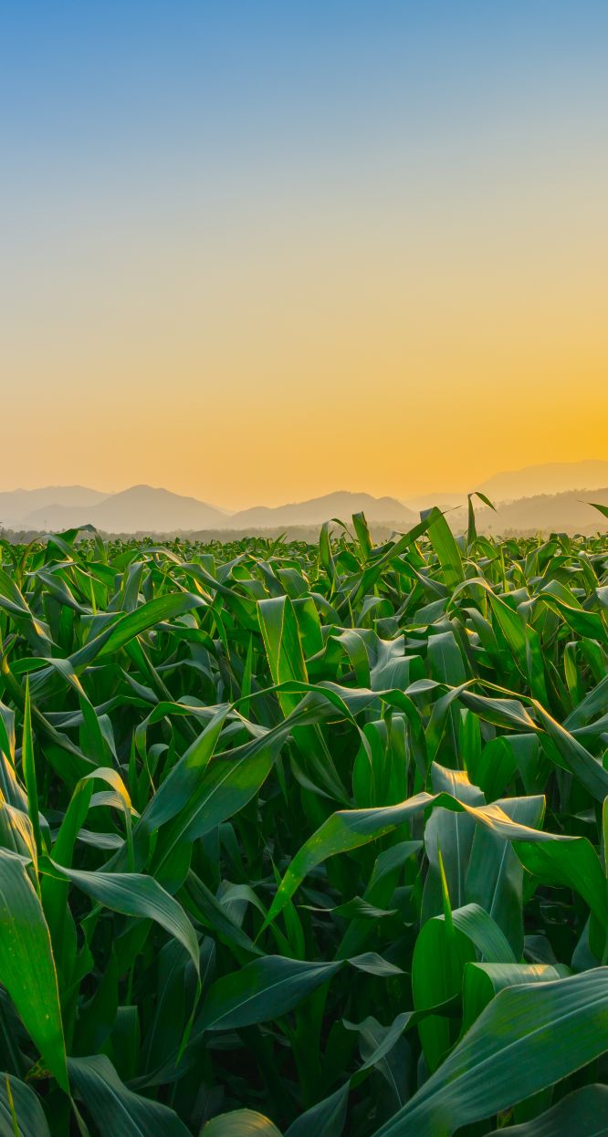 hunter fresh produce corn plantation