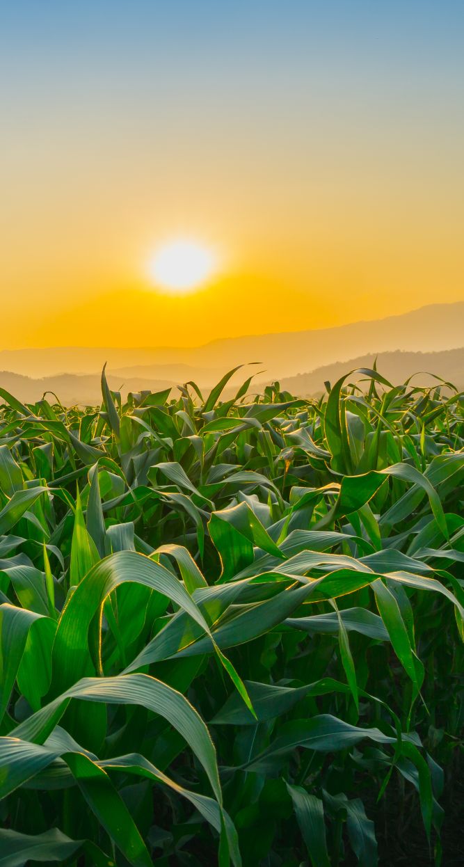 hunter fresh produce corn plantation